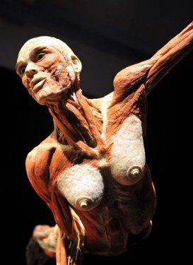 Body Worlds - Orjinal Vücut Dünyası  - Resim 16
