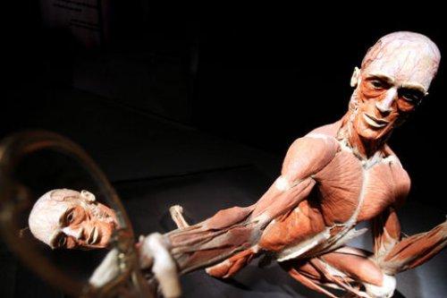 Body Worlds - Orjinal Vücut Dünyası  - Resim 15