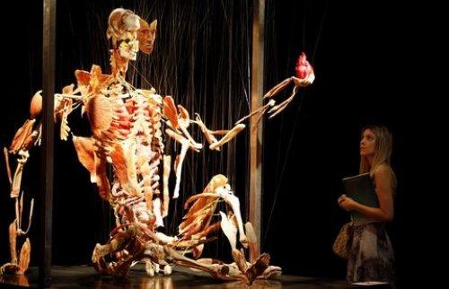 Body Worlds - Orjinal Vücut Dünyası  - Resim 18
