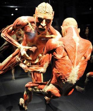 Body Worlds - Orjinal Vücut Dünyası  - Resim 10