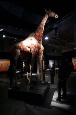 Body Worlds - Orjinal Vücut Dünyası  - Resim 17