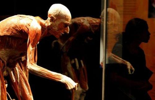 Body Worlds - Orjinal Vücut Dünyası  - Resim 30