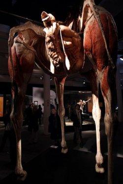 Body Worlds - Orjinal Vücut Dünyası  - Resim 14