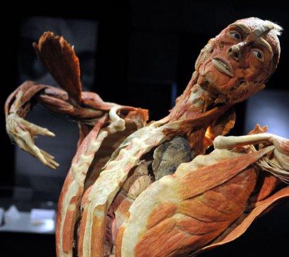 Body Worlds - Orjinal Vücut Dünyası  - Resim 29