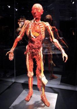 Body Worlds - Orjinal Vücut Dünyası  - Resim 20