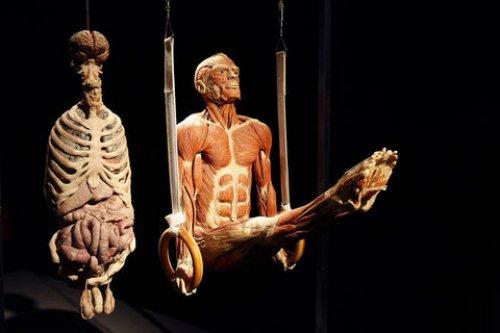 Body Worlds - Orjinal Vücut Dünyası  - Resim 28