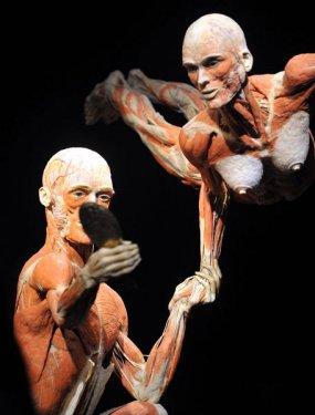 Body Worlds - Orjinal Vücut Dünyası  - Resim 13