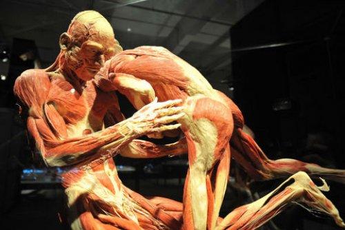 Body Worlds - Orjinal Vücut Dünyası  - Resim 23