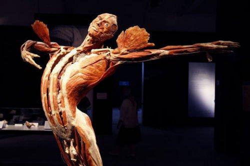 Body Worlds - Orjinal Vücut Dünyası  - Resim 32