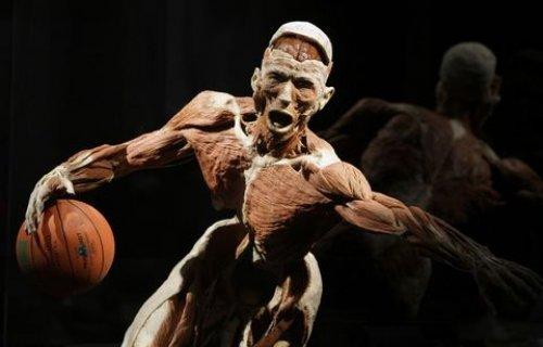 Body Worlds - Orjinal Vücut Dünyası  - Resim 11