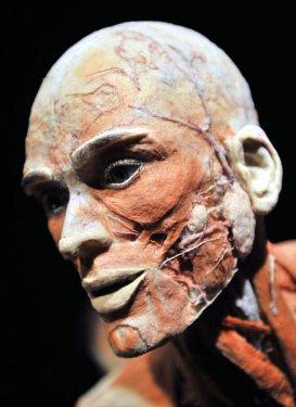 Body Worlds - Orjinal Vücut Dünyası  - Resim 9