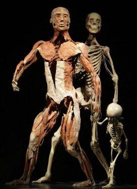 Body Worlds - Orjinal Vücut Dünyası  - Resim 24