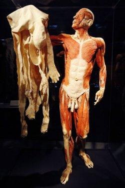 Body Worlds - Orjinal Vücut Dünyası  - Resim 26