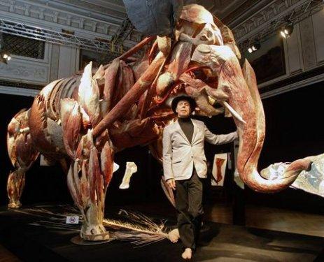 Body Worlds - Orjinal Vücut Dünyası  - Resim 1