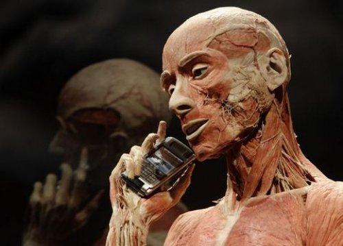 Body Worlds - Orjinal Vücut Dünyası  - Resim 4