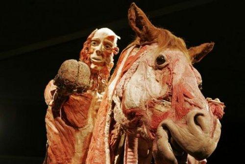Body Worlds - Orjinal Vücut Dünyası  - Resim 7