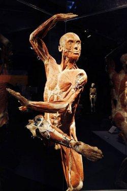 Body Worlds - Orjinal Vücut Dünyası  - Resim 31