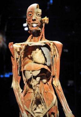 Body Worlds - Orjinal Vücut Dünyası  - Resim 6