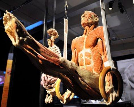 Body Worlds - Orjinal Vücut Dünyası  - Resim 27