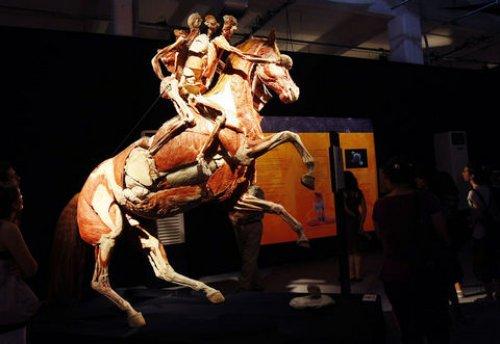 Body Worlds - Orjinal Vücut Dünyası  - Resim 19