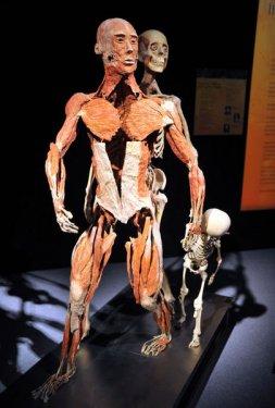 Body Worlds - Orjinal Vücut Dünyası  - Resim 8