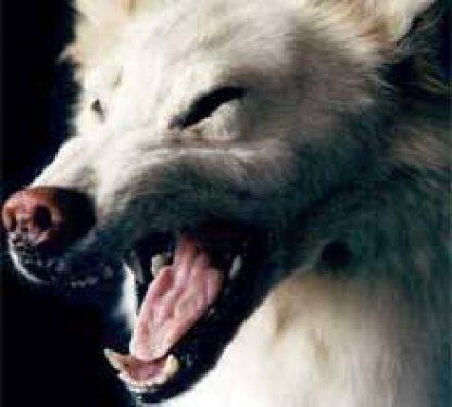 Düşündüren Çin atasözleri