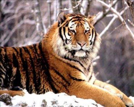 Düşündüren Çin atasözleri