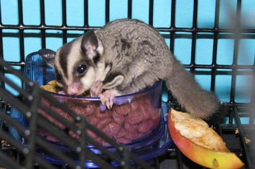 En ölümcül hayvanlar