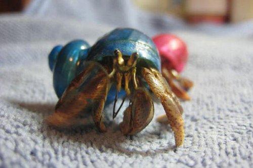 En ölümcül hayvanlar