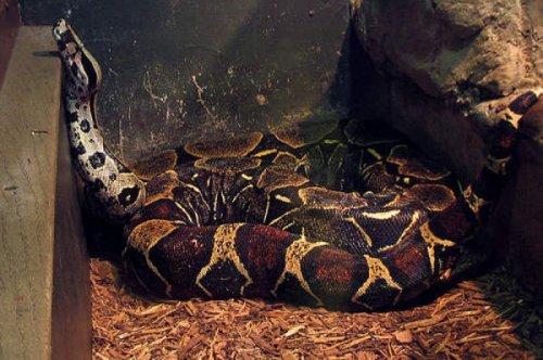 En ölümcül hayvanlar