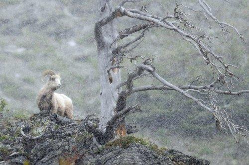 Tabiat anadan 50 güzel kare