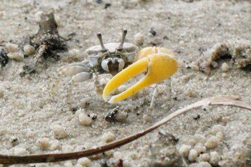 En ölümcül hayvanlar