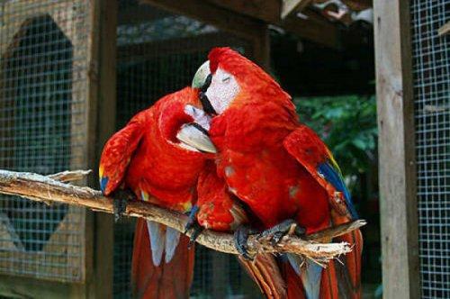 En ölümcül hayvanlar