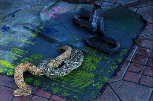 En ölümcül hayvanlar