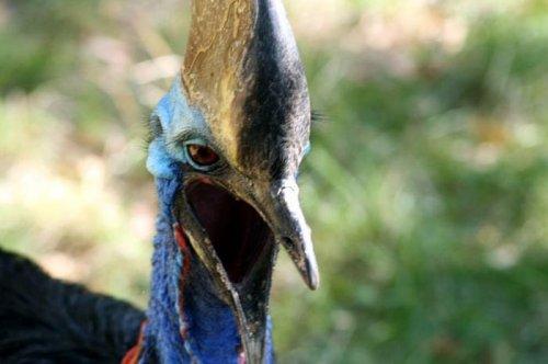 En ölümcül hayvanlar