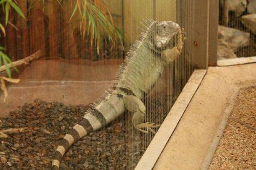 En ölümcül hayvanlar