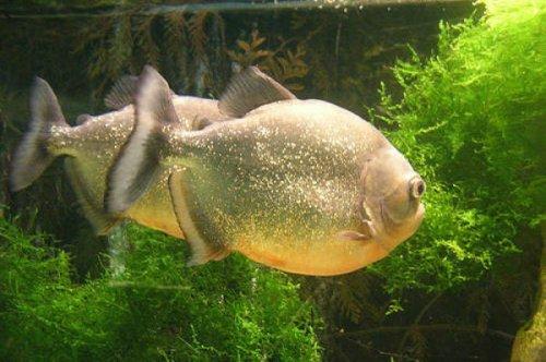 En ölümcül hayvanlar