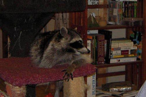 En ölümcül hayvanlar