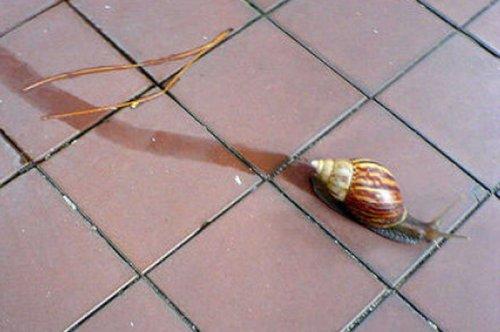 En ölümcül hayvanlar