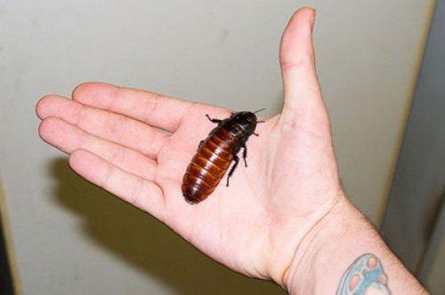 En ölümcül hayvanlar