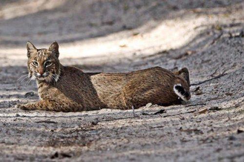 En ölümcül hayvanlar