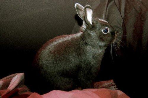 En ölümcül hayvanlar