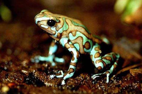 En ölümcül hayvanlar