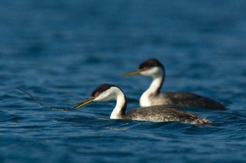 Tabiat anadan 50 güzel kare