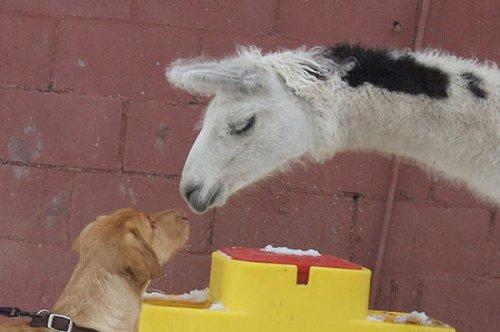 En ölümcül hayvanlar