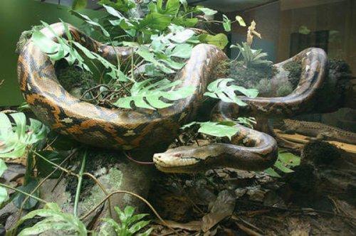 En ölümcül hayvanlar