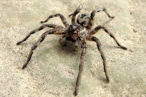 En ölümcül hayvanlar