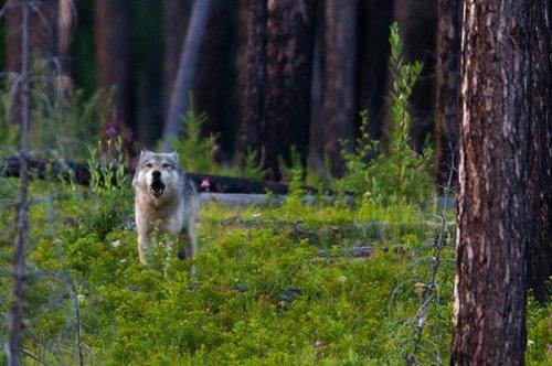 Tabiat anadan 50 güzel kare