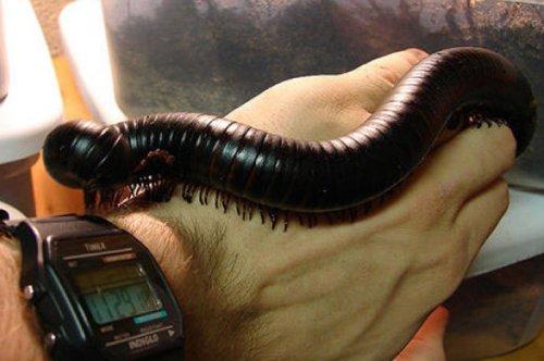 En ölümcül hayvanlar