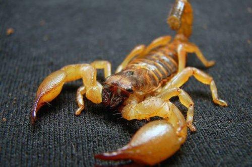 En ölümcül hayvanlar